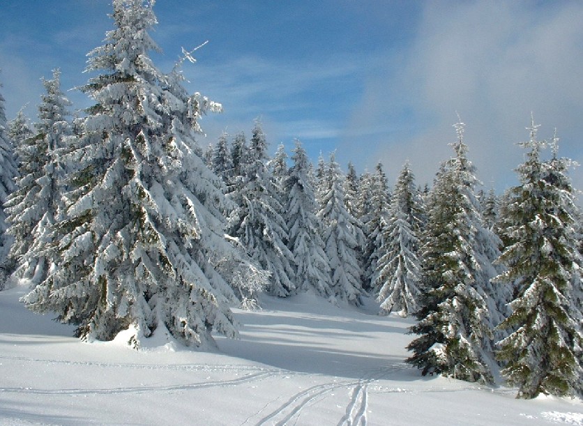 Zieleniec 2003